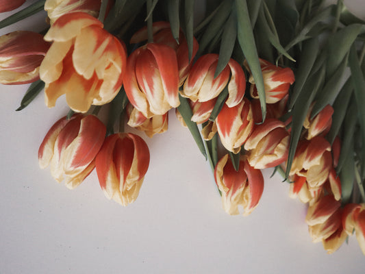 Valentines Day tulip flowers
